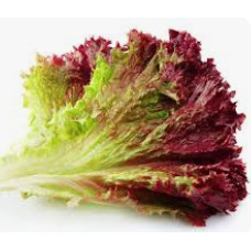 Red Leaf Lettuce