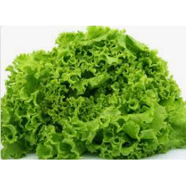 Green Leaf Lettuce