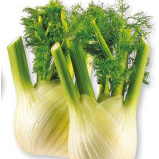 Fennel